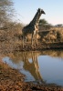 Giraffen am Wasser