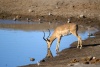 Springbok in Etosha
