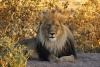 Lion King, lächelt in die Cam