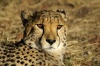 Cheetah's red eyes