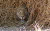 Entdeckt !!! Leopard versteckt sich vor der Kamera, doch ich kriegte ihn!