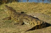 Krokodil ca. 4m, öffnet das Maul zur Kühlung
