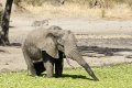 Elephant is drinking water