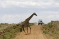 Giraffe and a car