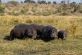 Hippos an Land
