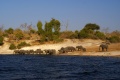 Elephantenherde am Wasser